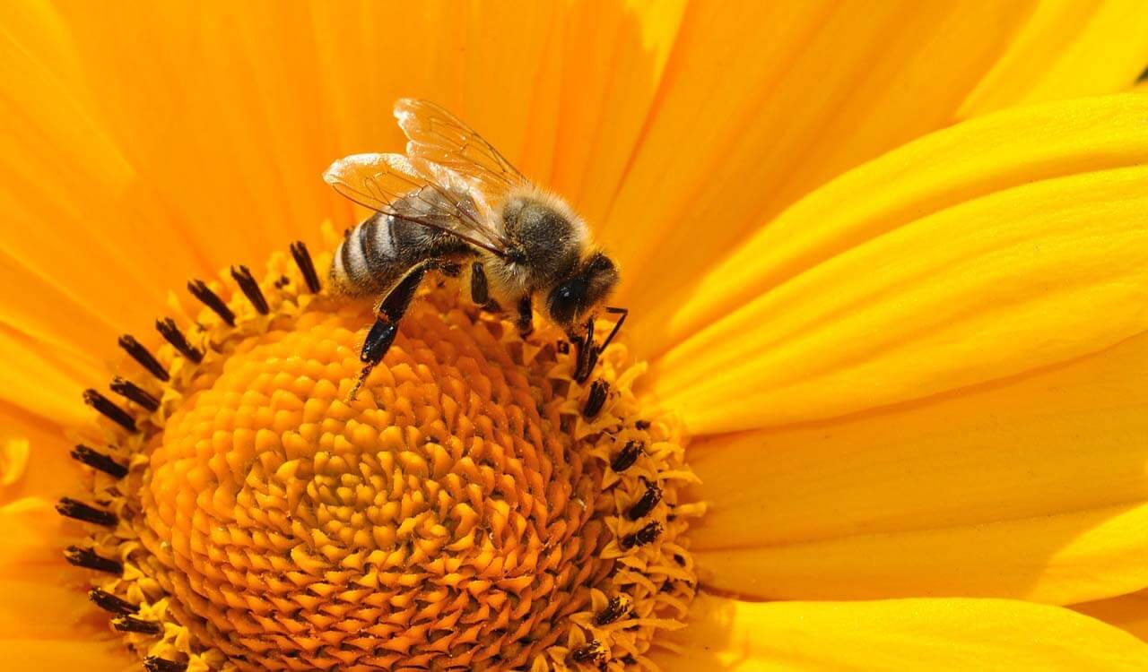 Bee backpacks help scientists track and research movements