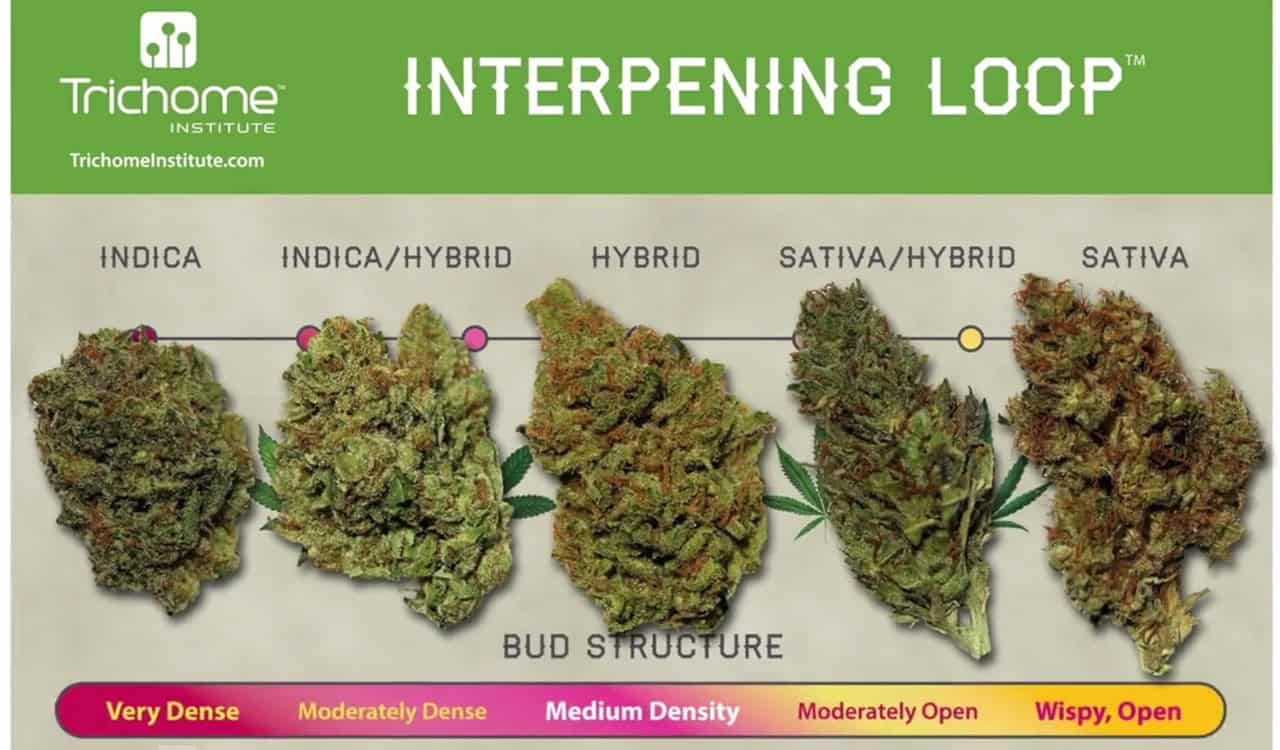 A biometric vending machine for dispensing legal cannabis