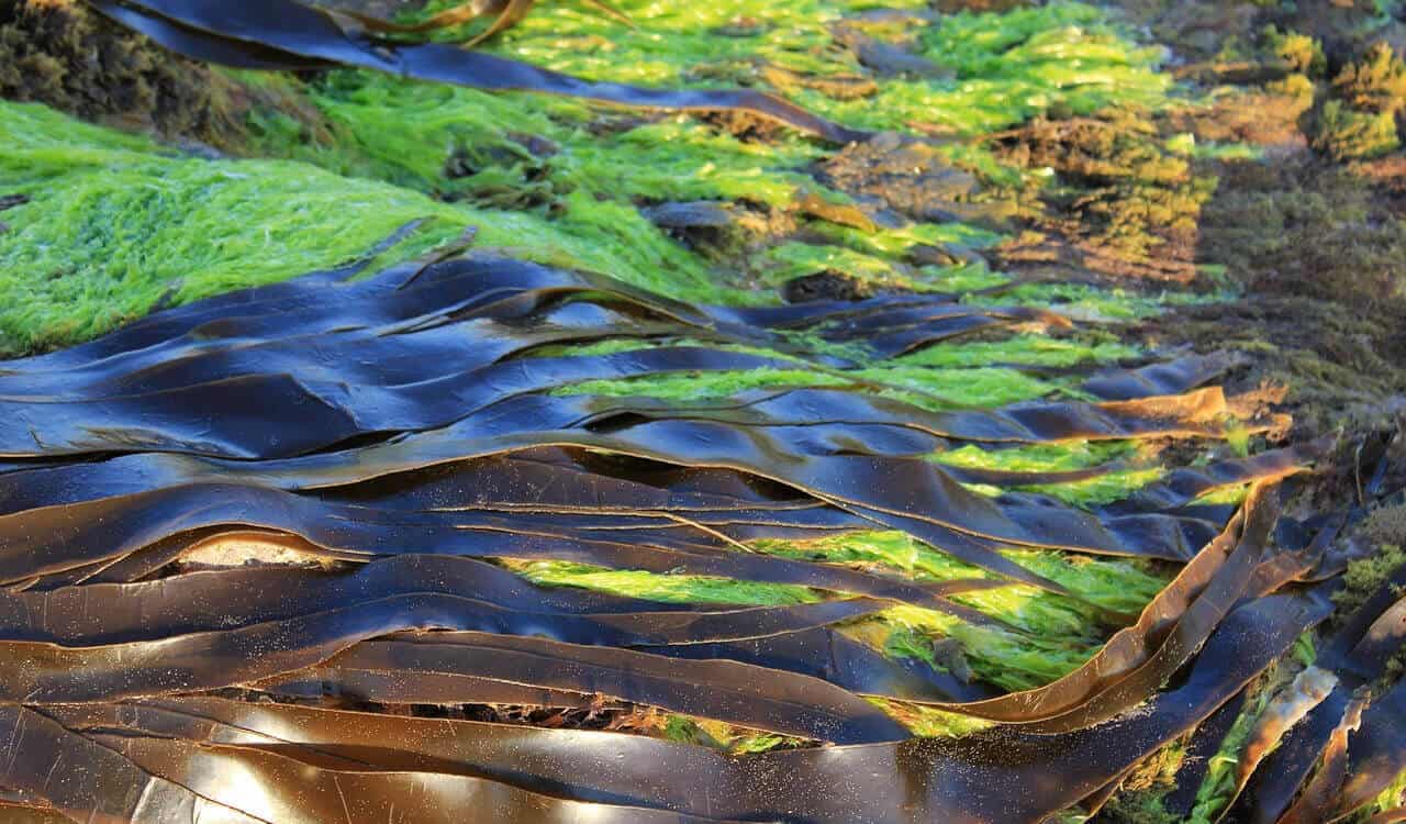 Kelp ‘elevator’ could open up biofuel production in the ocean