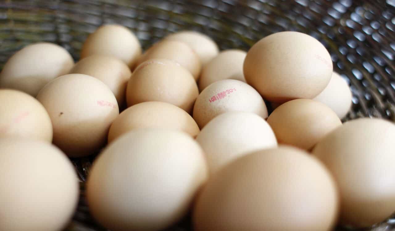 Eggs ultrasound analyses chick embryos