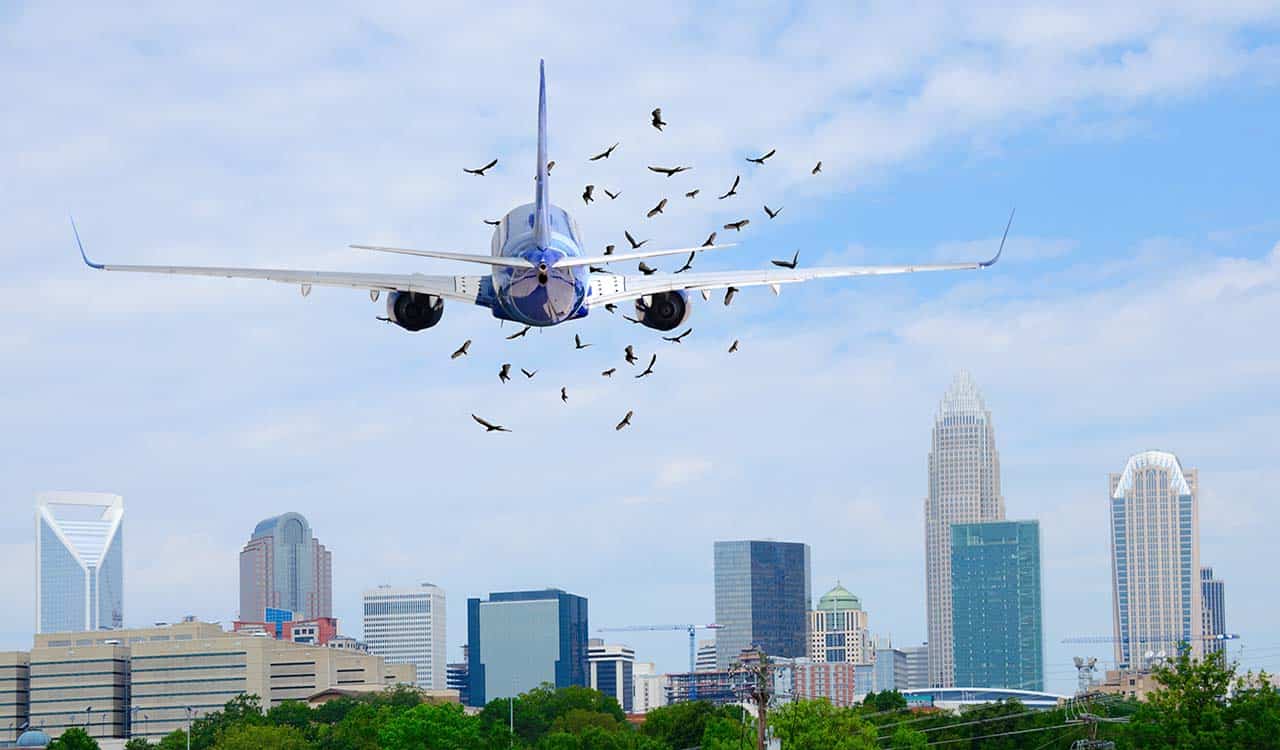 Optical illusion saves birds’ lives by preventing plane collisions