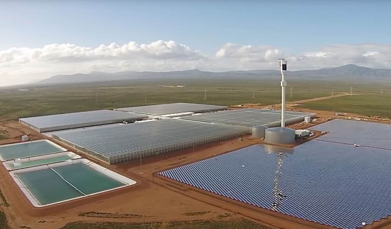 Tomatoes grown with mirrors in the desert