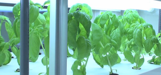 Indoor shelving unit grows 21 vegetables at once