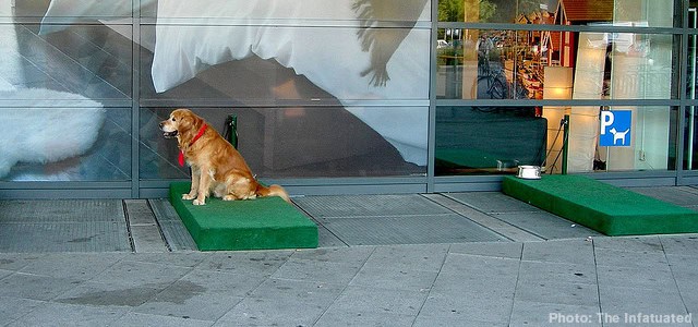 Dedicated TV channel for dogs entertains pets while owners are away