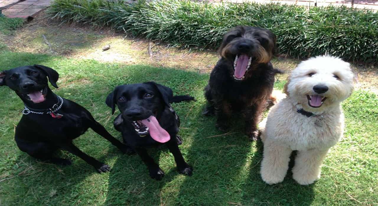 Headset for dogs translates their thoughts