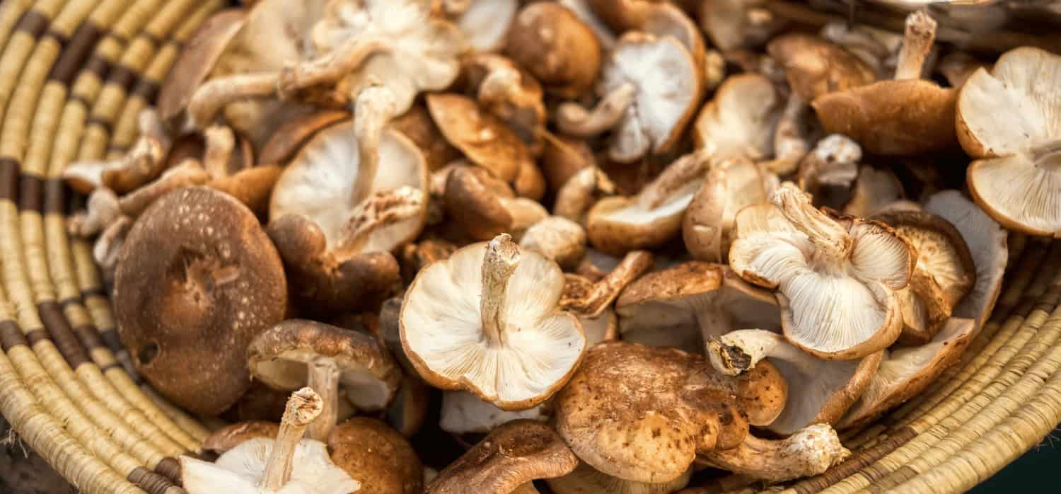 Engineers produce biofuel from mushroom waste