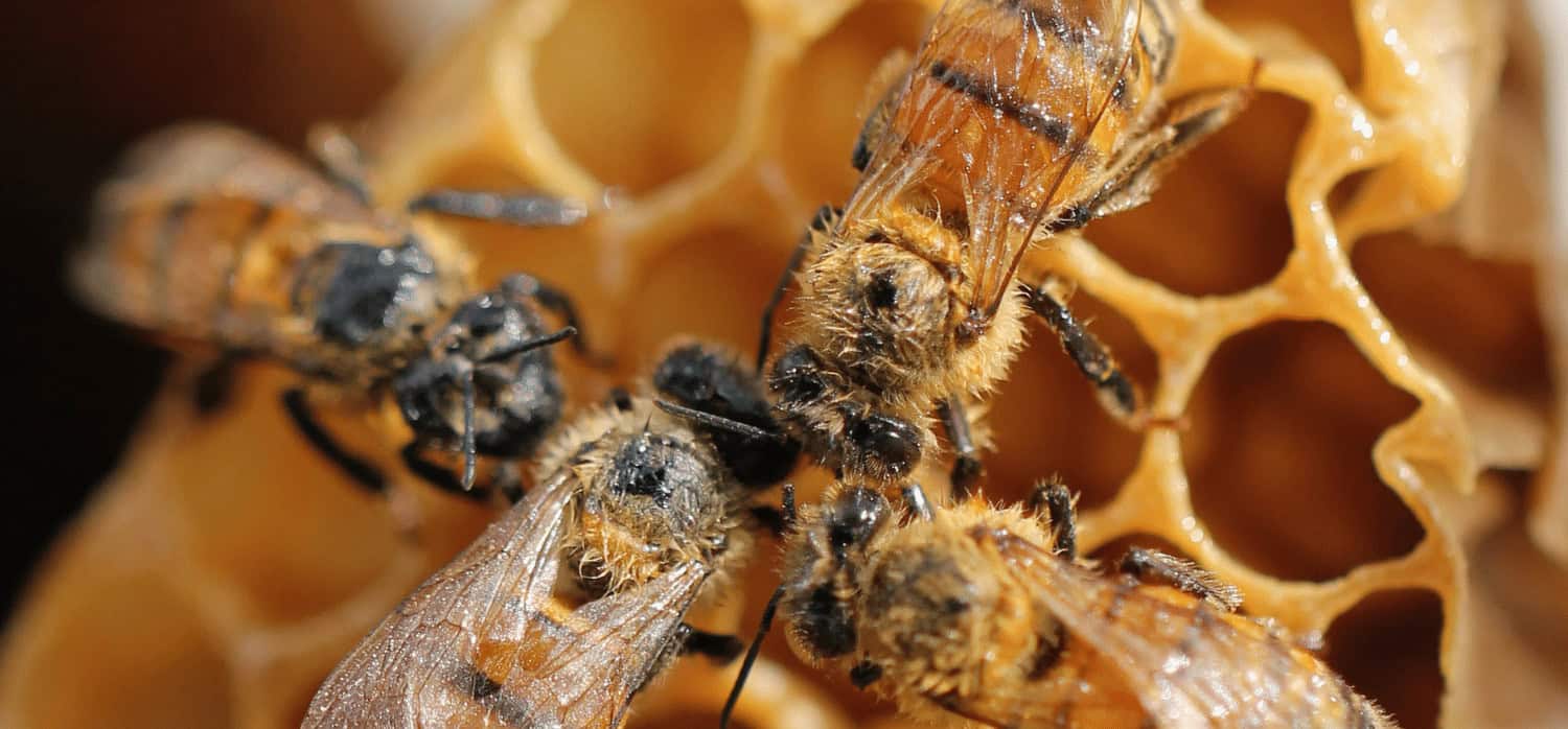 Bee backpacks help scientists track and research movements