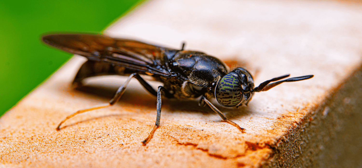 Using insects to turn waste into valuable products