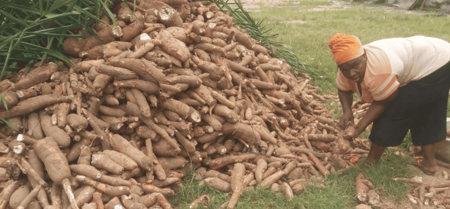 Pioneering an eco-friendly cassava drying process