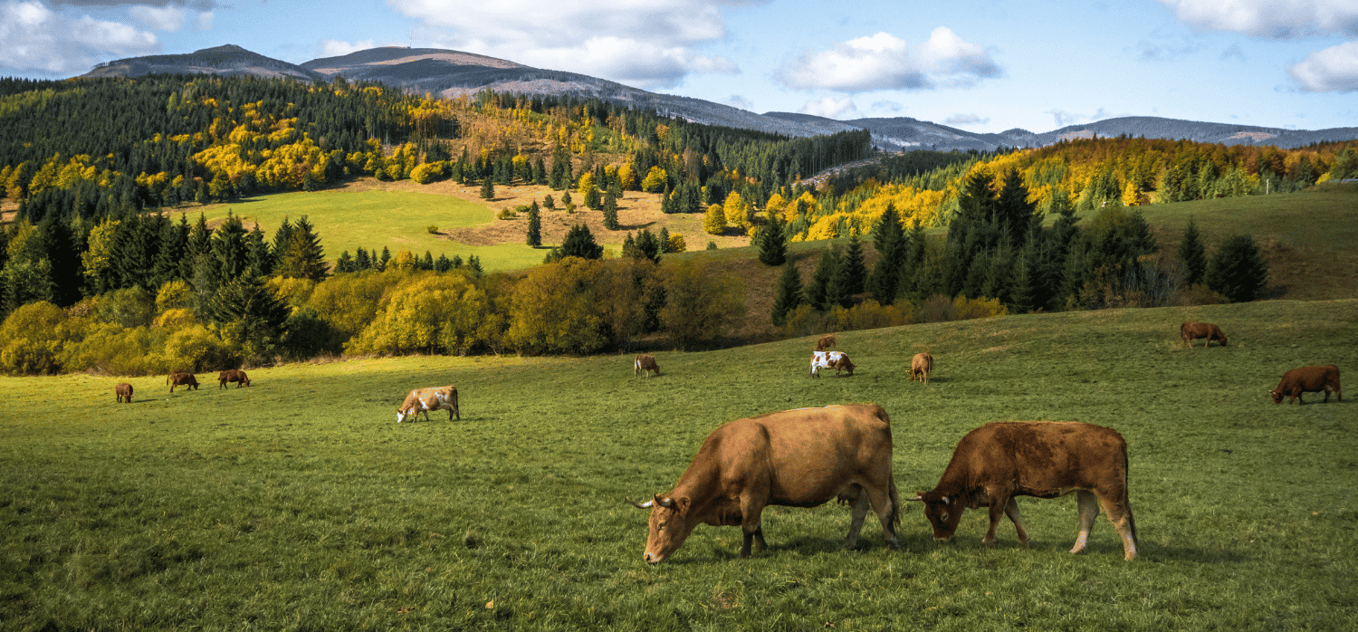 Maximising biodiversity with regenerative grazing