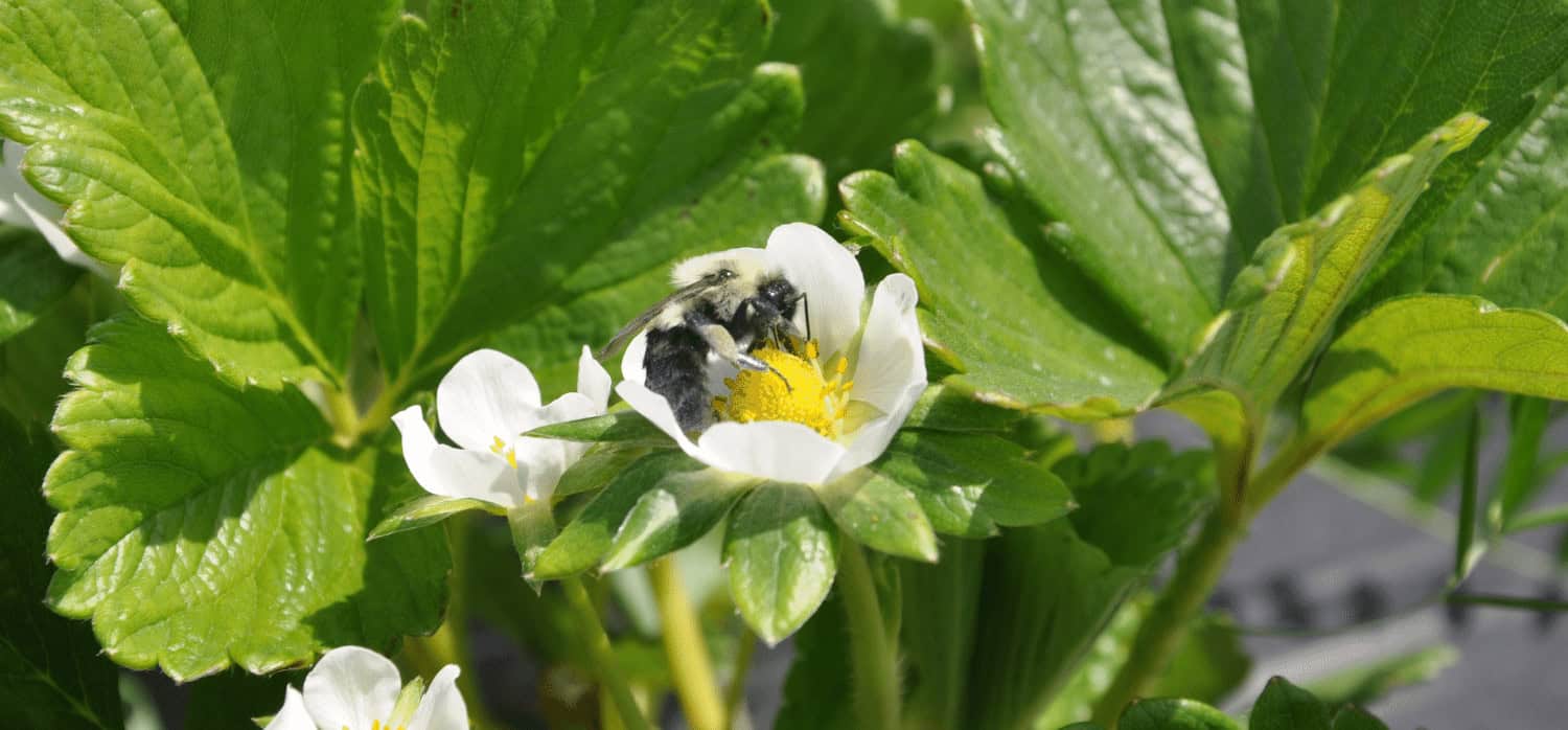 Bees deliver organic fungicide to crops while pollinating flowers