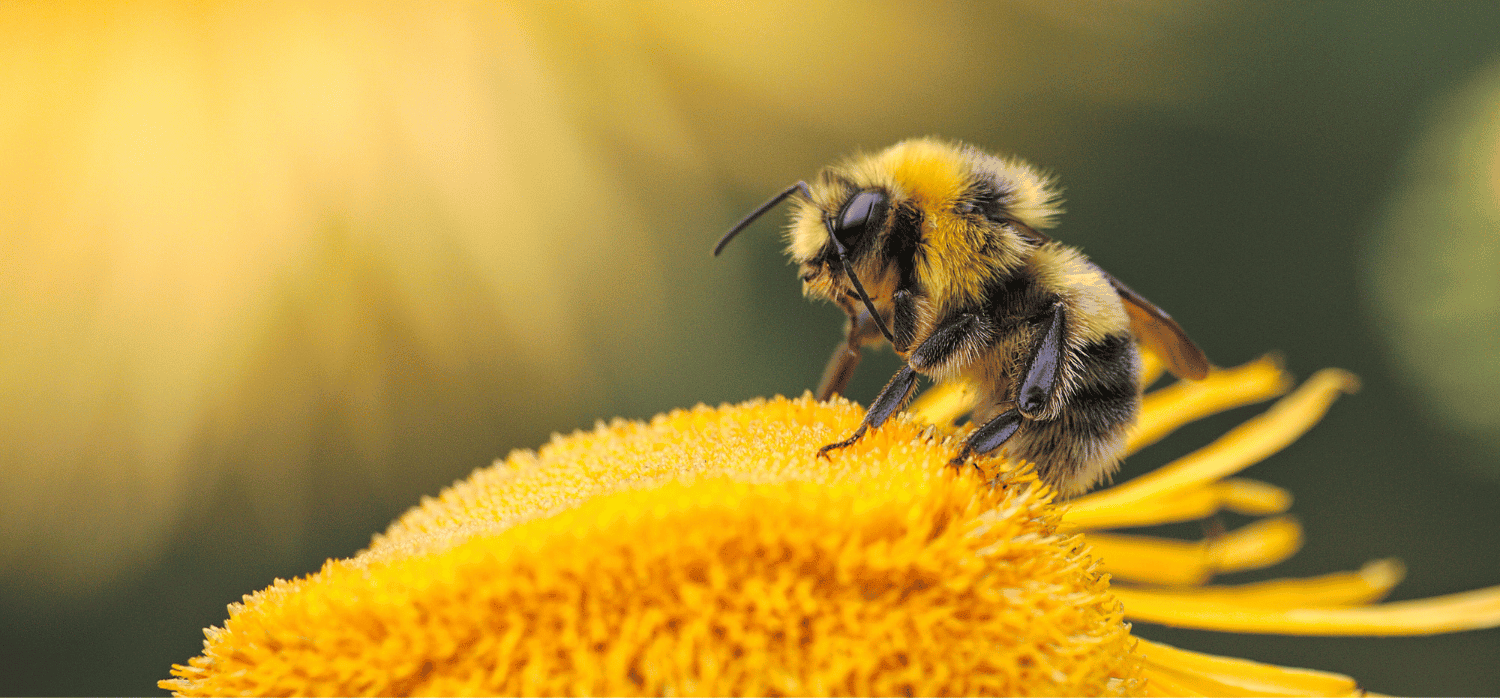 Robotic AI-powered beehives could help to protect bee populations