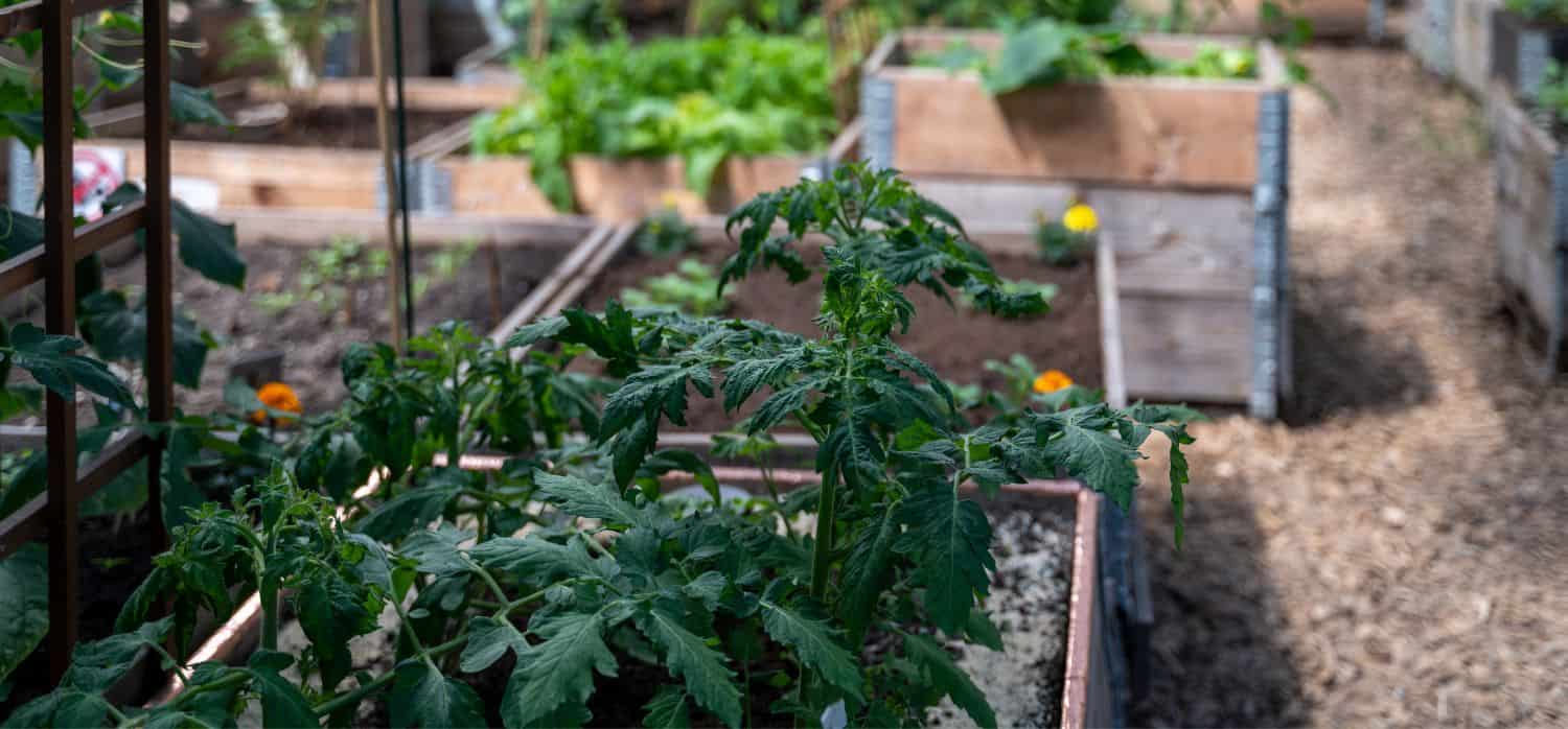 Cracking plant odours for sustainable farming