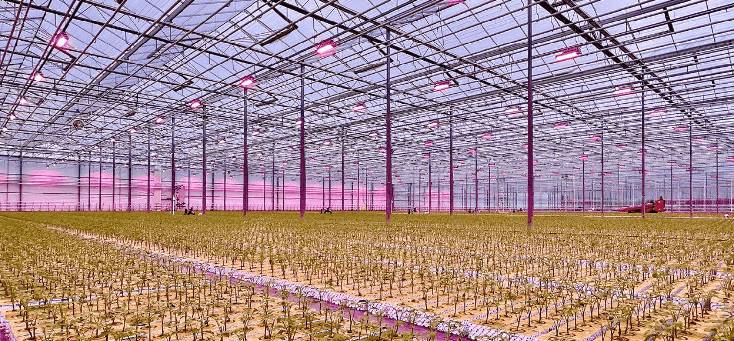 Is dynamic lighting the key to greener greenhouses?