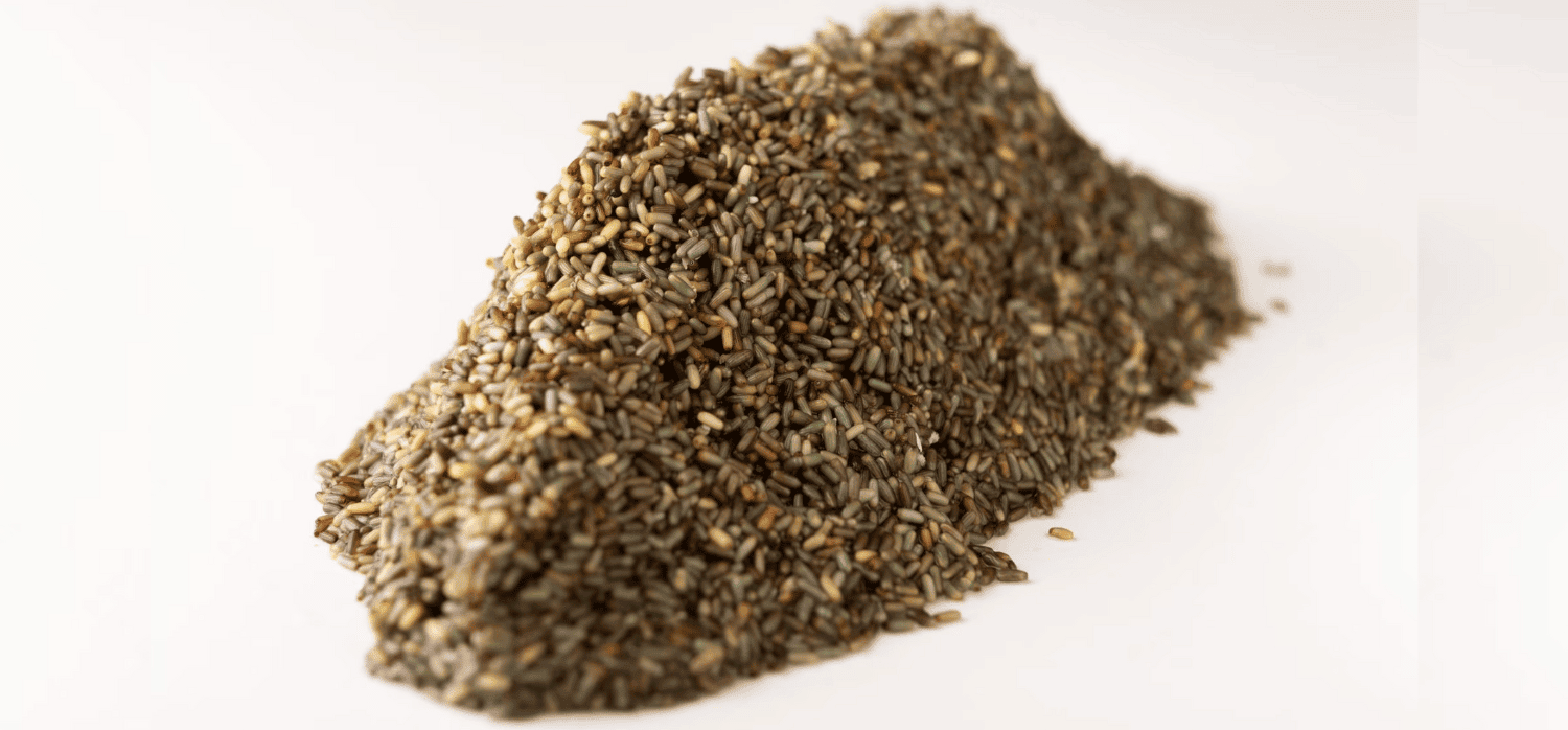 Marine grain for sustainable food production