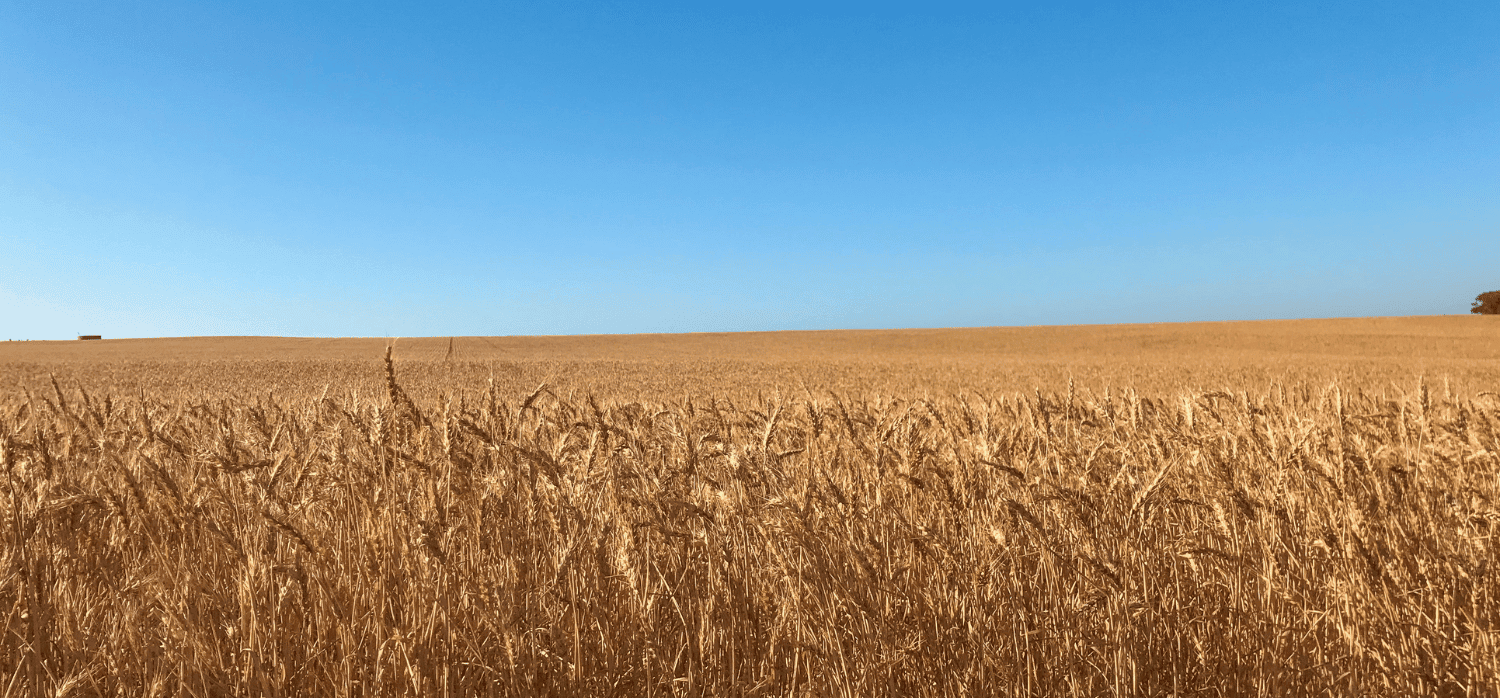 Microbial seed dressings increase drought-resistance in crops