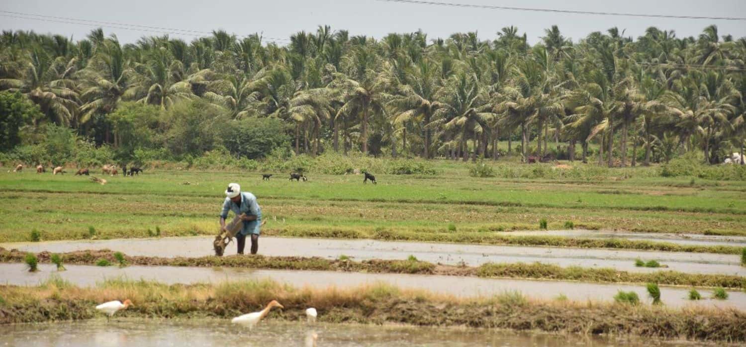 Technology supports smallholder rice and wheat farmers