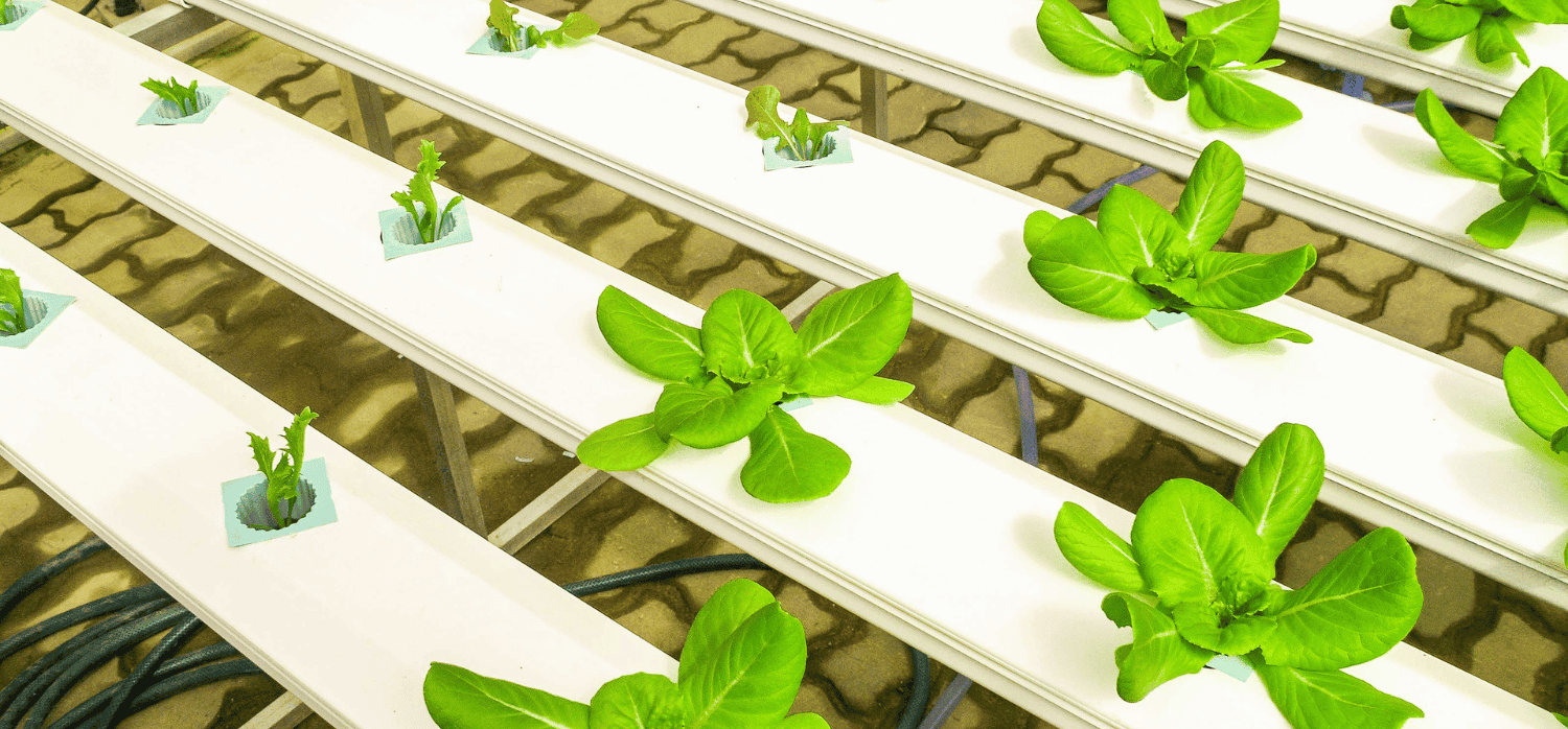 Simplified hydroponics systems