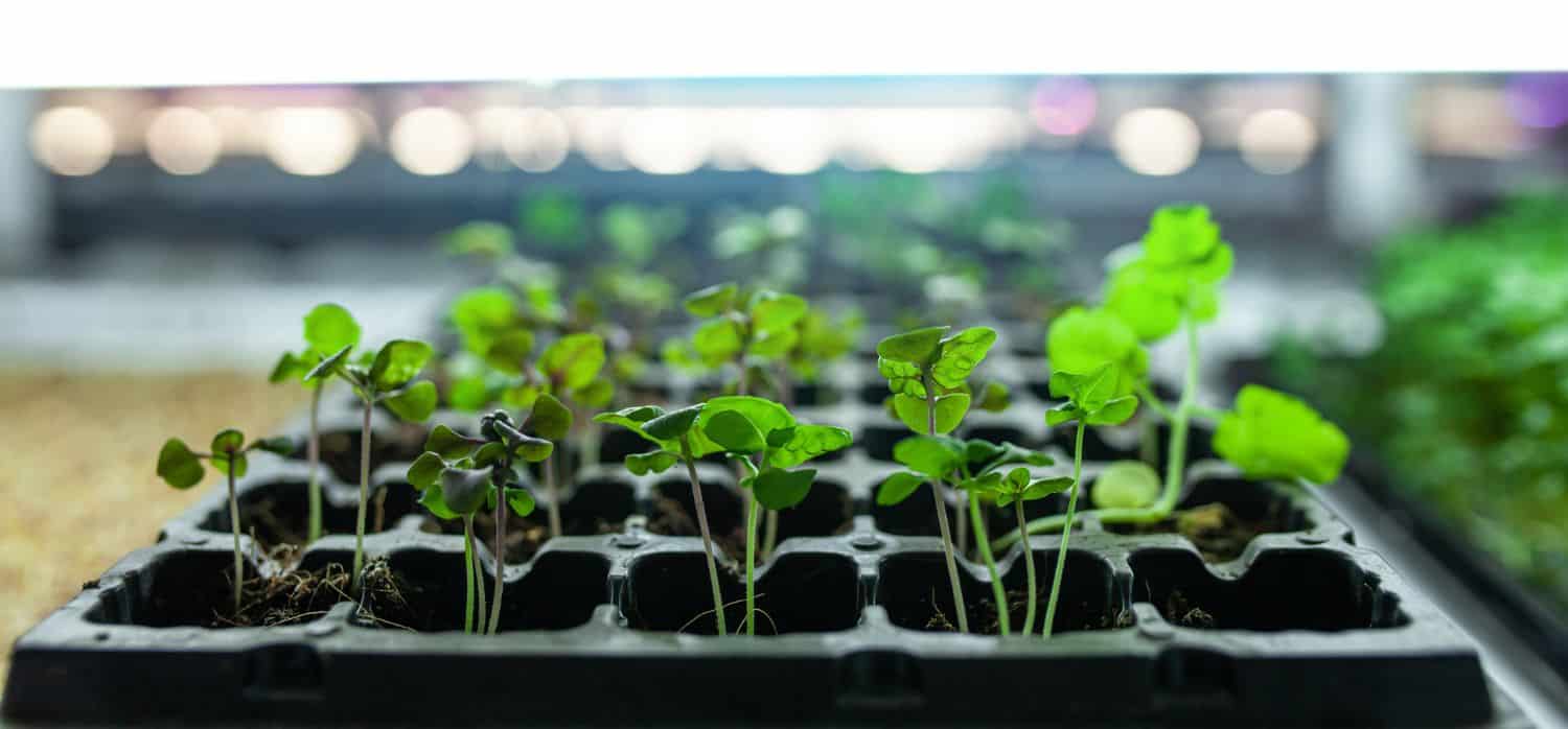 Self-irrigating smart soil boosts plants