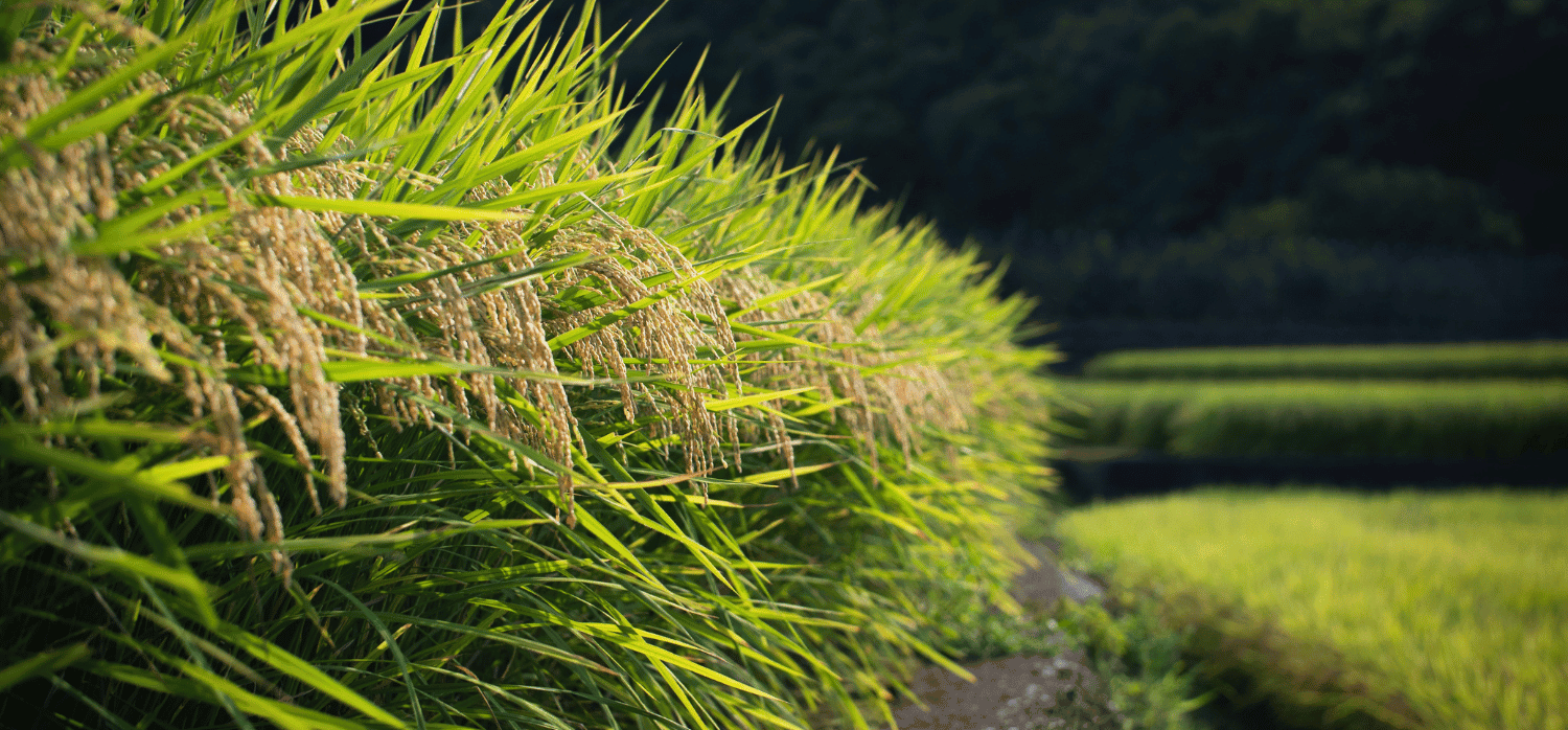 Technology supports smallholder rice and wheat farmers