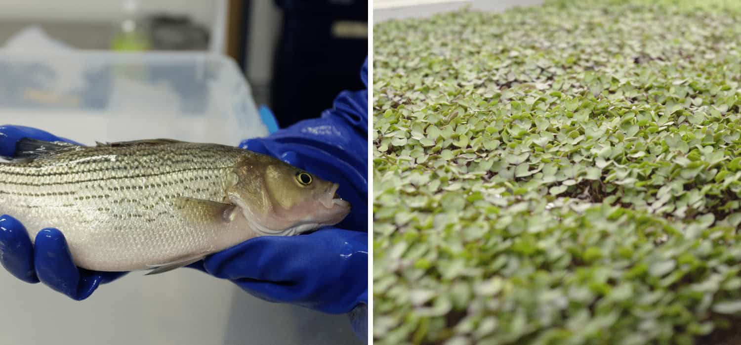 Floating chicken farm addresses land availability issues in Rotterdam