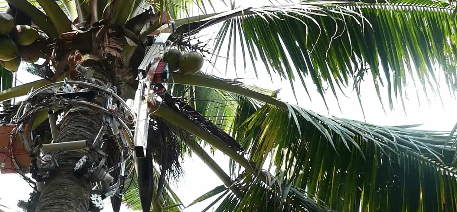 A tree-climbing robot that helps harvest coconuts