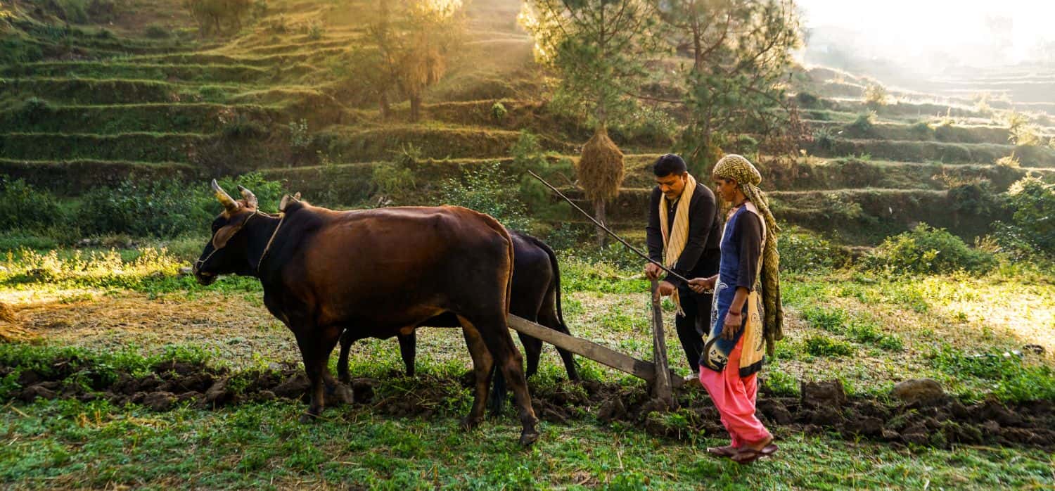 Insuring small farmers against climate change