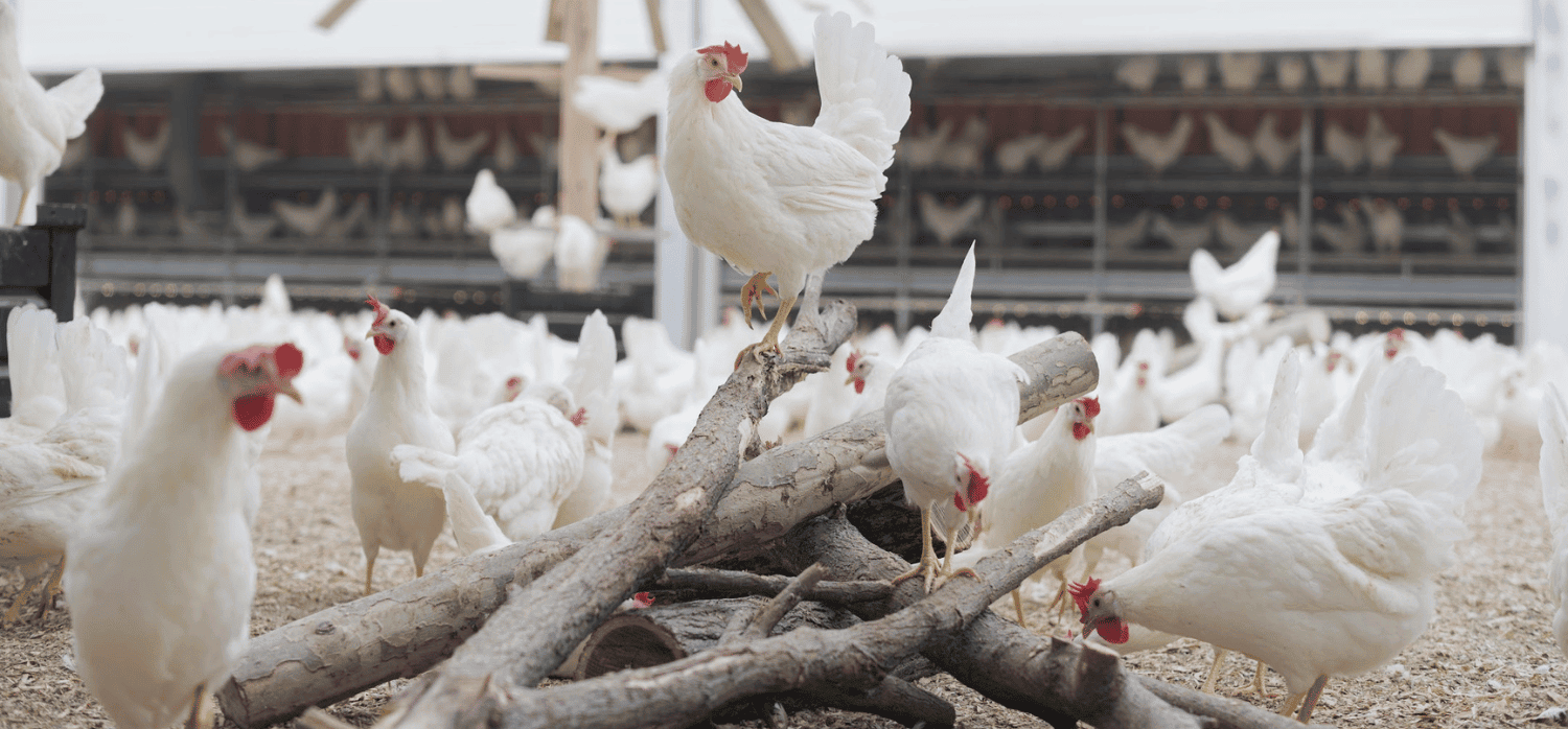 Revolutionising the poultry industry with carbon-neutral eggs