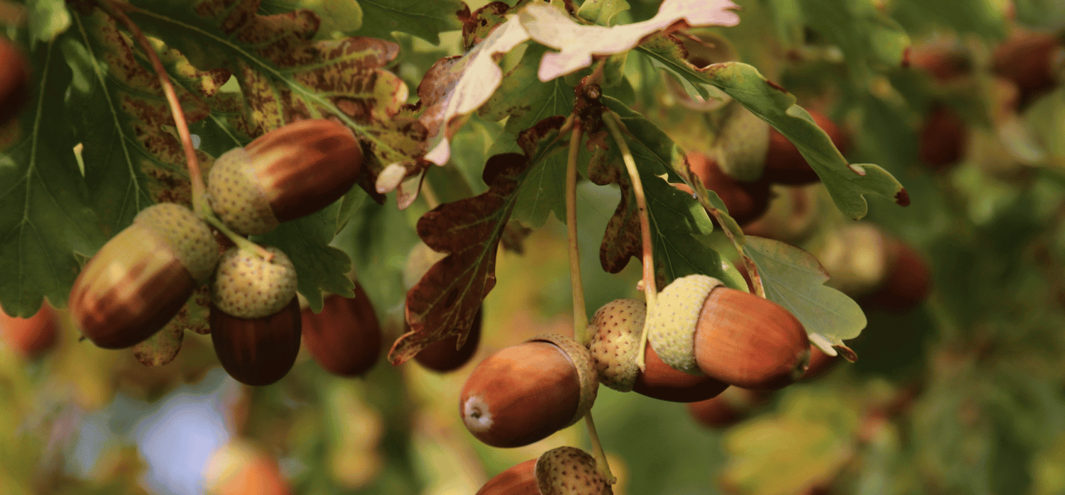 Producing food ingredients from acorns