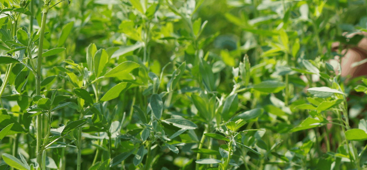 Extracting a plentiful protein from green leaves 