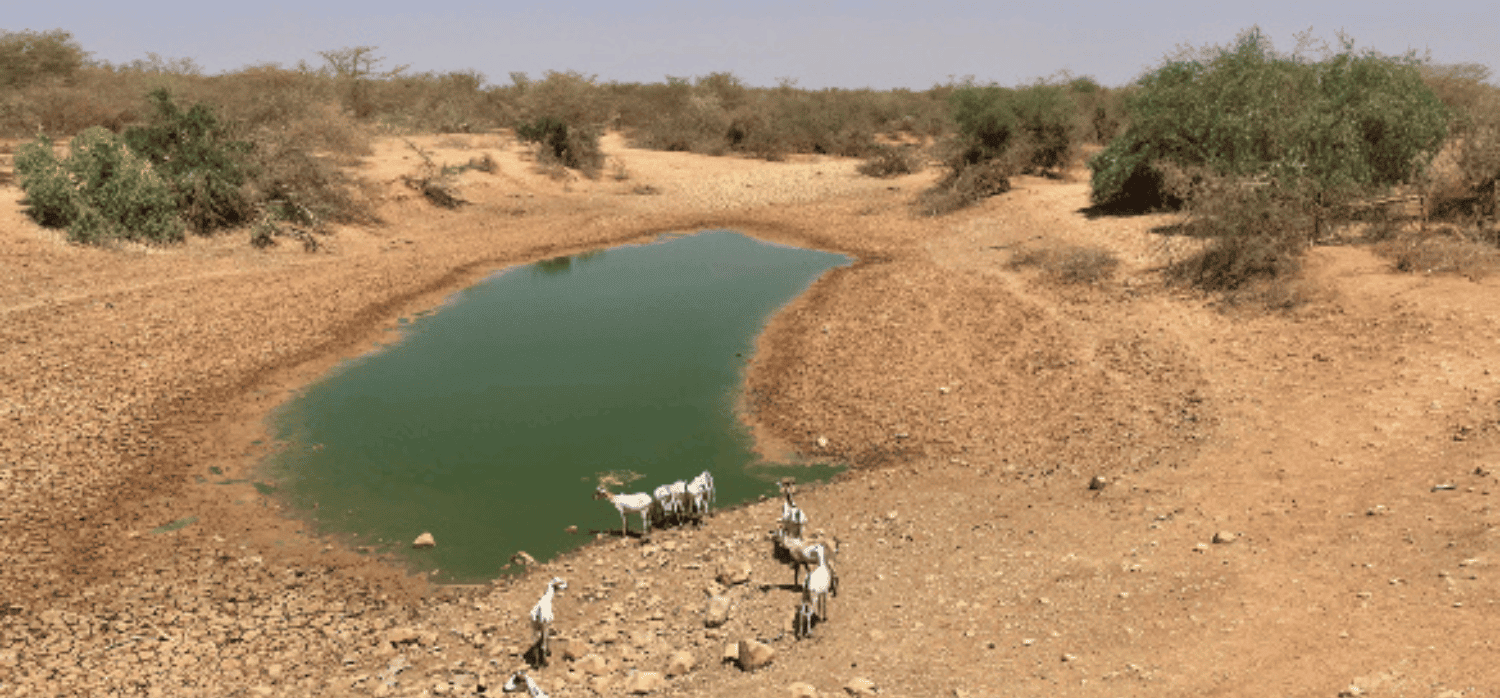 Digital tools to forecast climate-sensitive diseases 