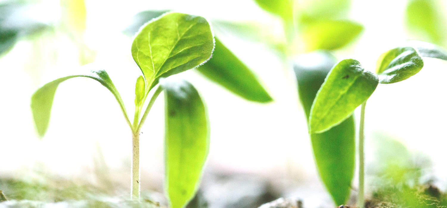 Counter-top garden rotates to accelerate crop growth