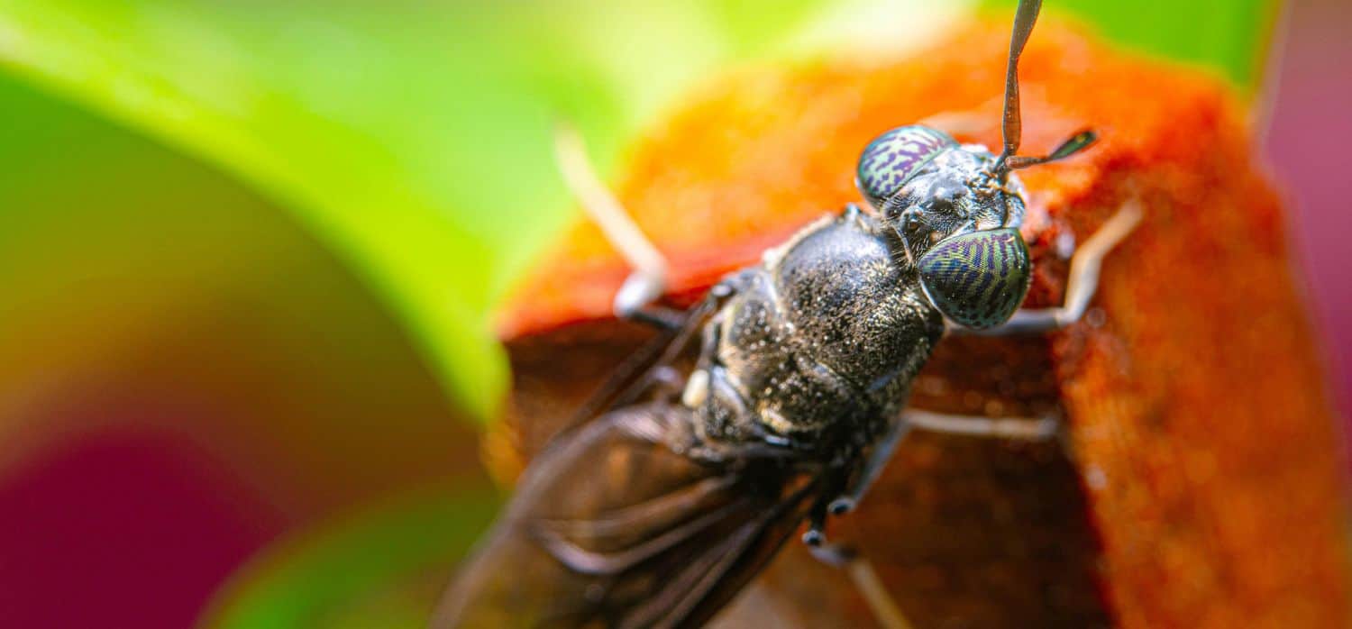 Engineered flies turn waste into proteins and more