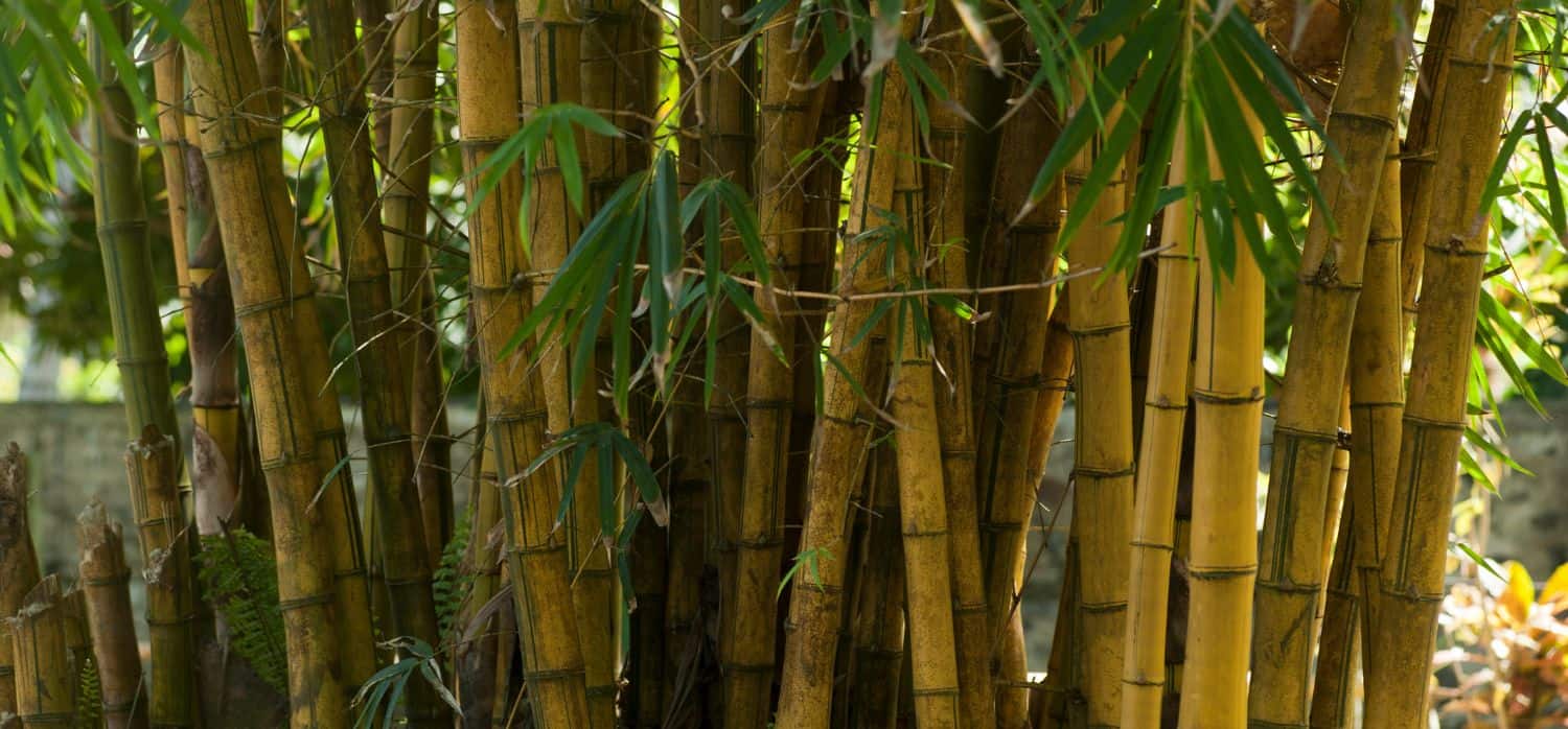 Bamboo packaging that is resistant to water and grease