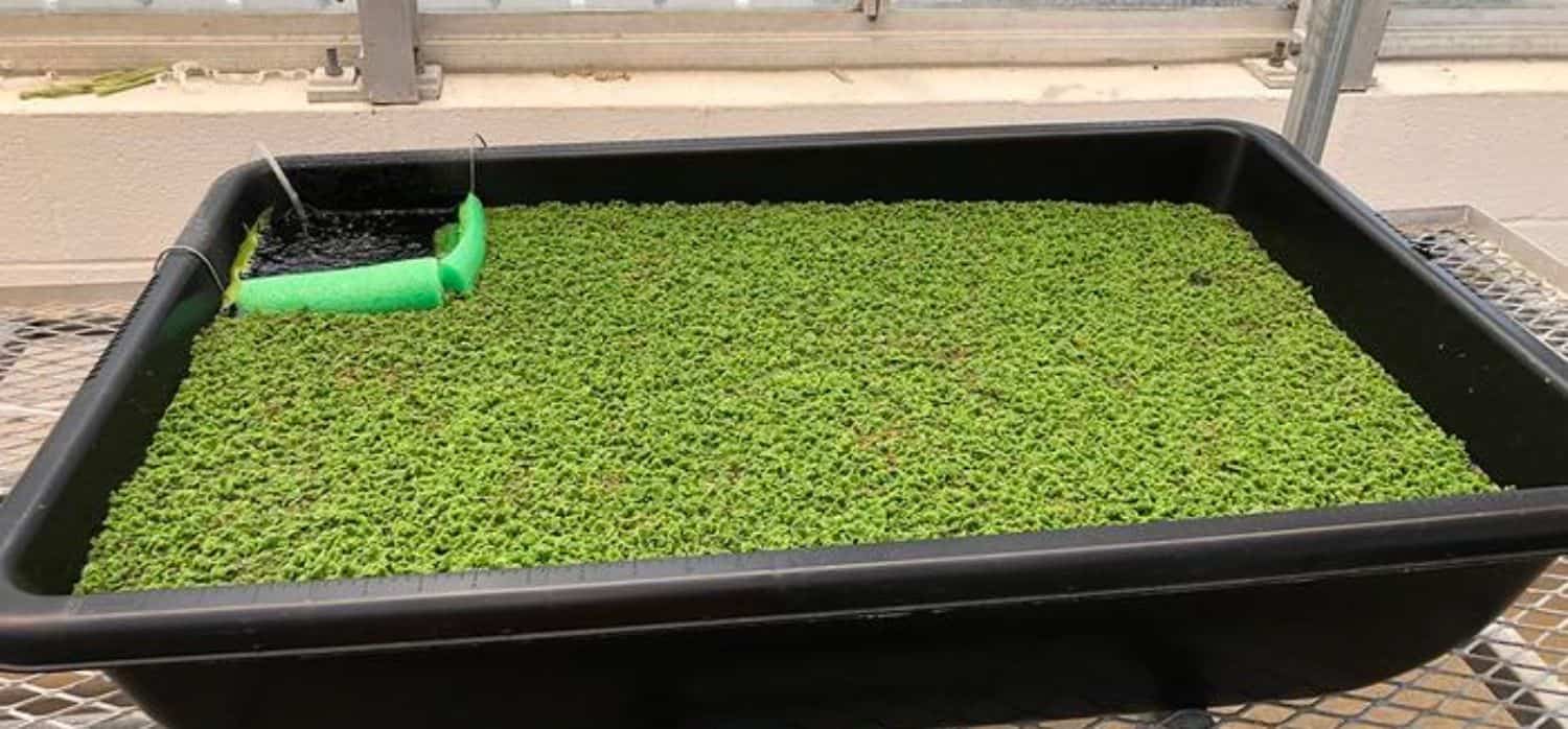 Can a floating plant help tackle food insecurity?