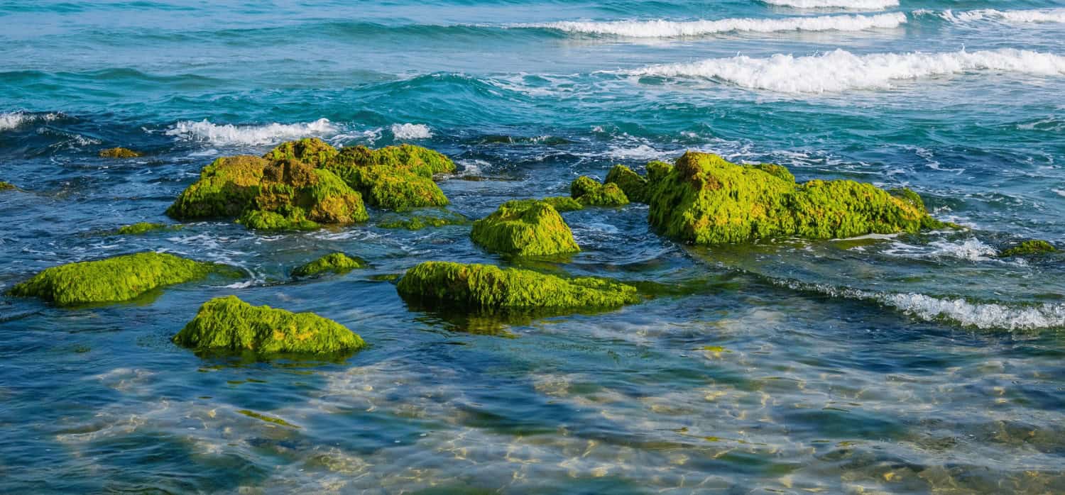 Mass producing algae, no matter the environment