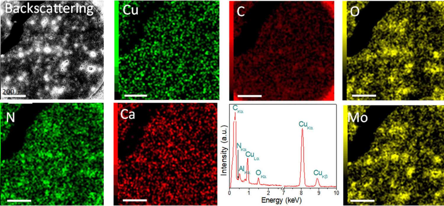 Bacteria converts toxic copper ions into usable forms