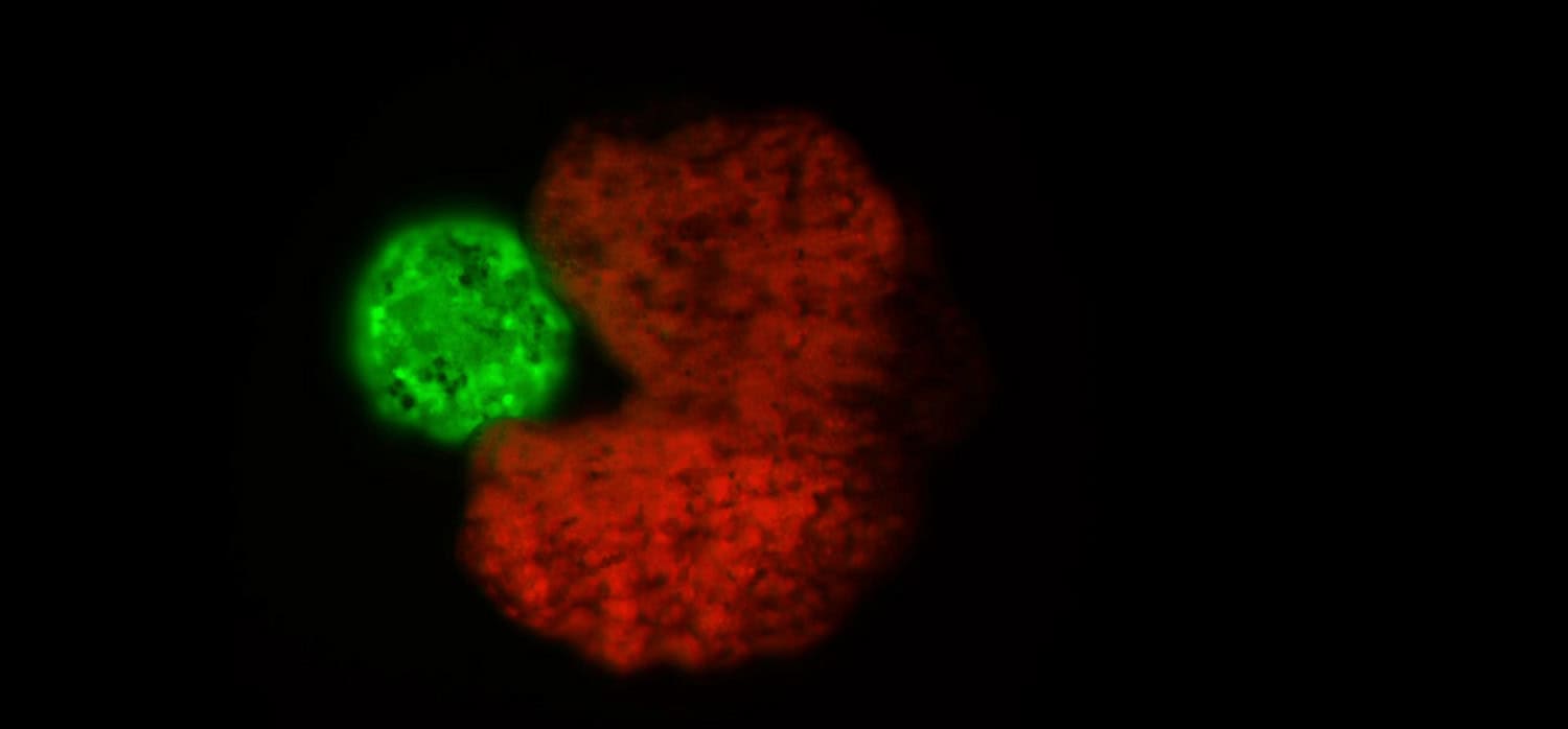 New 3D printing technique uses genetically programmed living cells