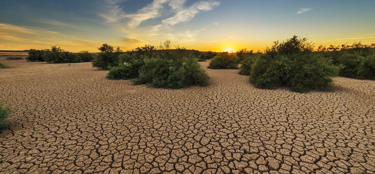 DNA breakthrough helps crops resist drought