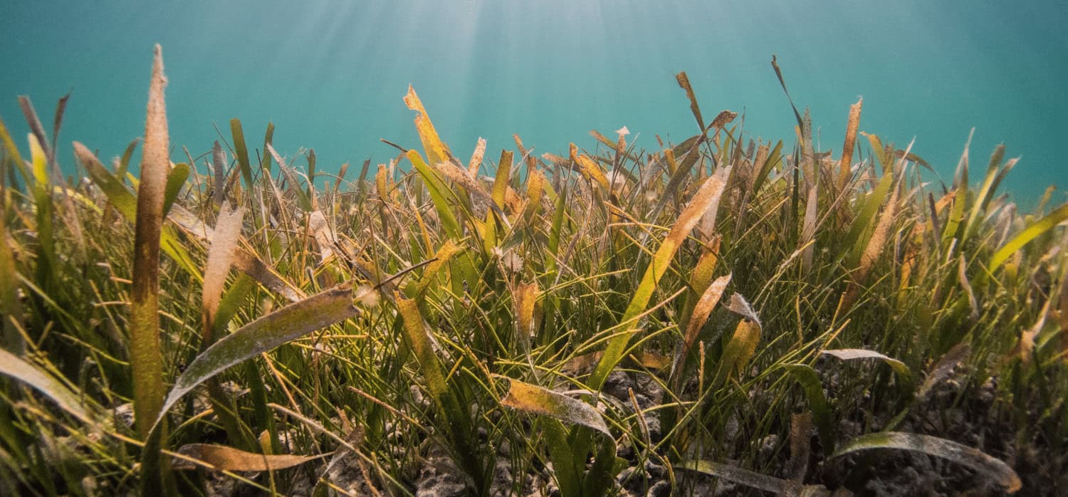 Airborne laser technology helps conservationists map seagrass meadows