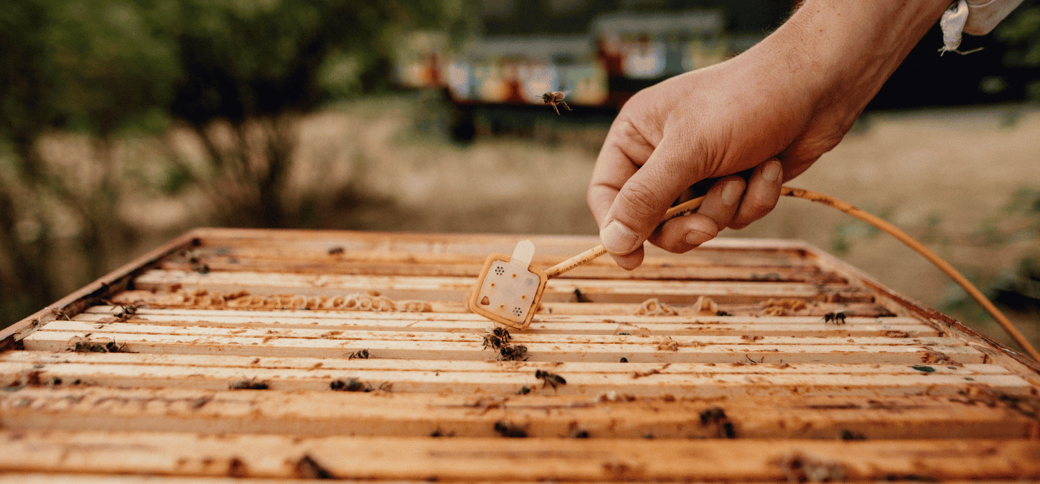 Protecting biodiversity with hi-tech beehives