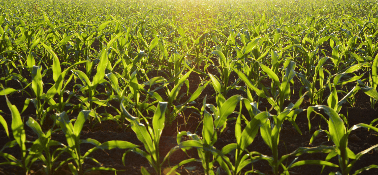 Carbon-capturing biochar made from crop waste