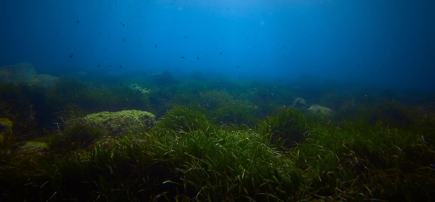 Marine drones scale up seagrass reforestation