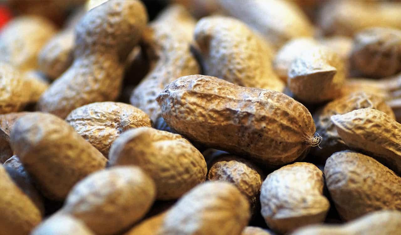 New test created to identify peanut allergies without exposure