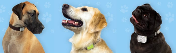 GPS collar tag helps owners find lost pets