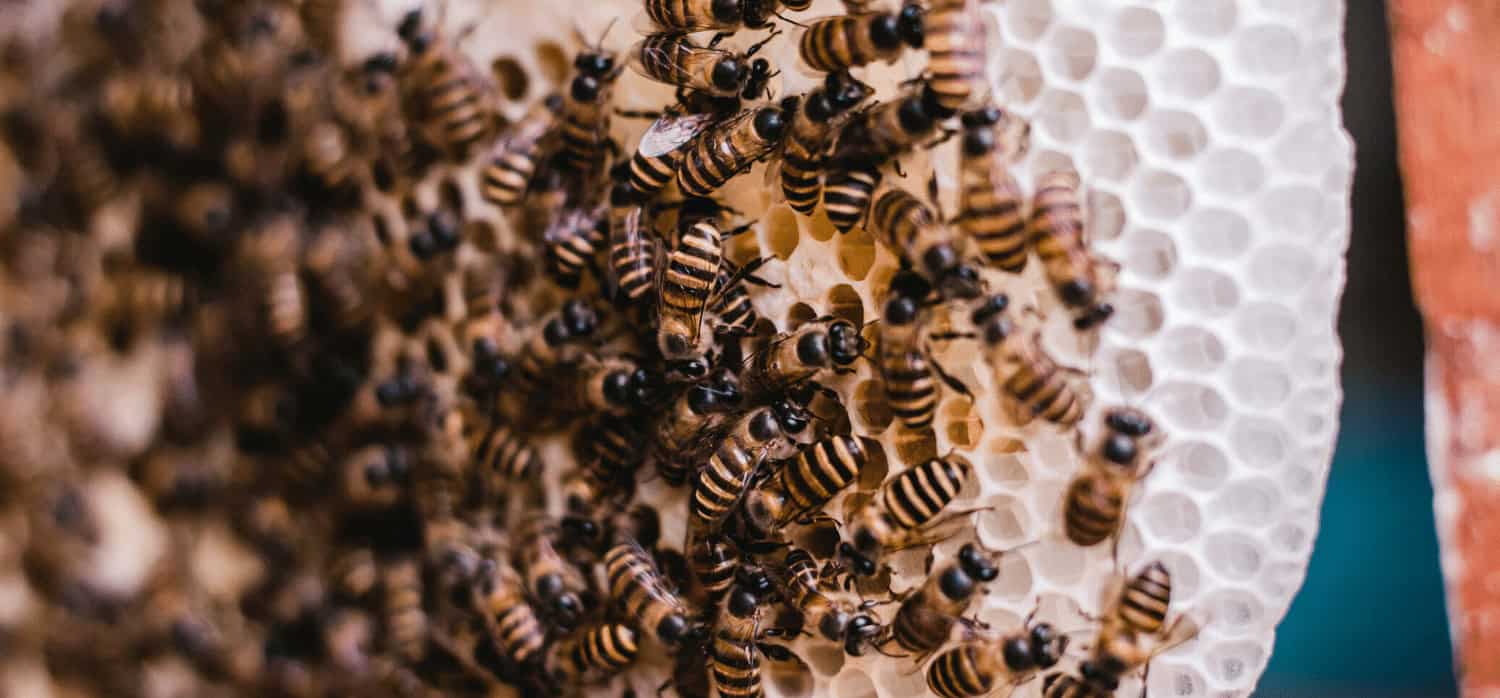 Robotic flowers suggest new way to help keep bees safe