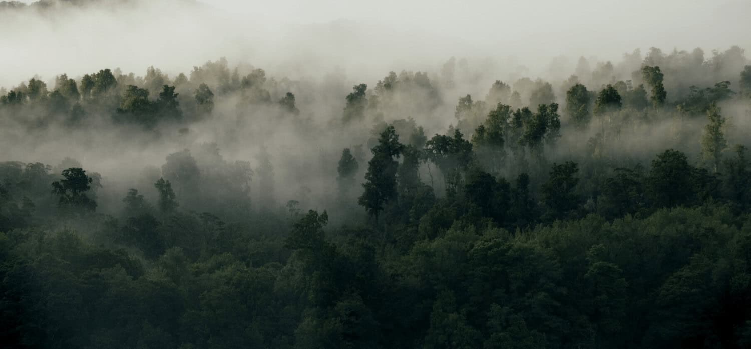 Bitfury going carbon neutral with reforestation project in Kazakhstan