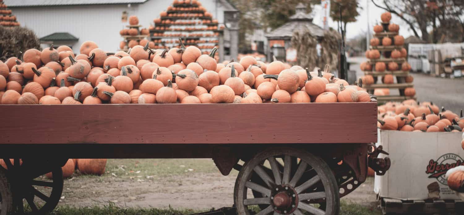 Discarded pumpkins to be upcycled into beer