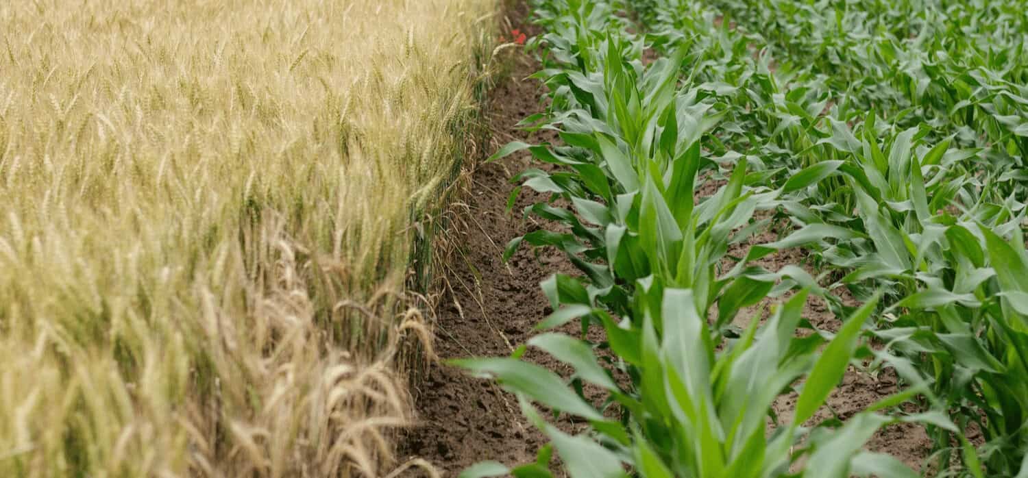 Combatting greenhouse pests with drones