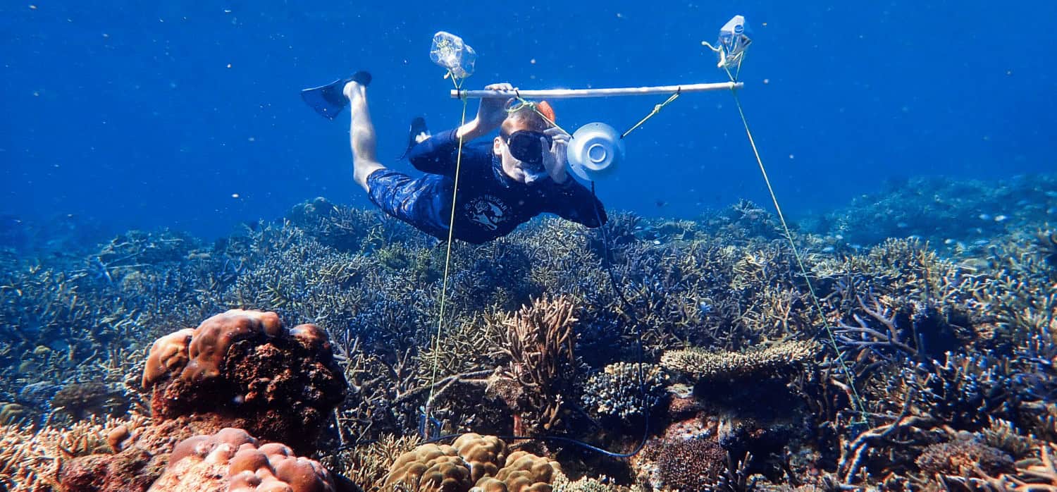 Restaurants repurpose seafood shells to re-create barrier reef